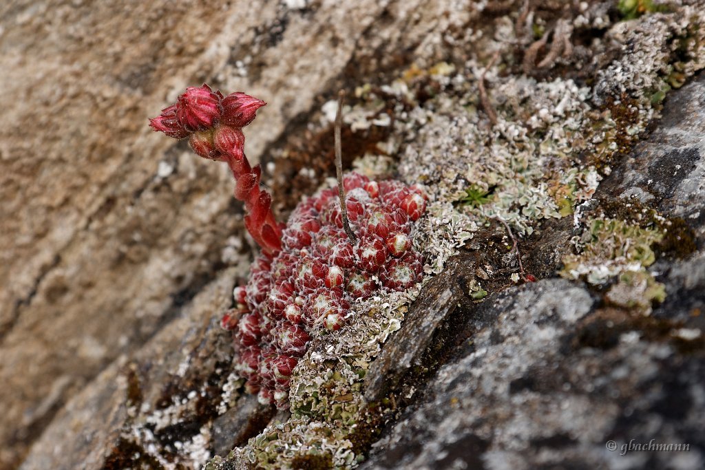 20090802_224_raw